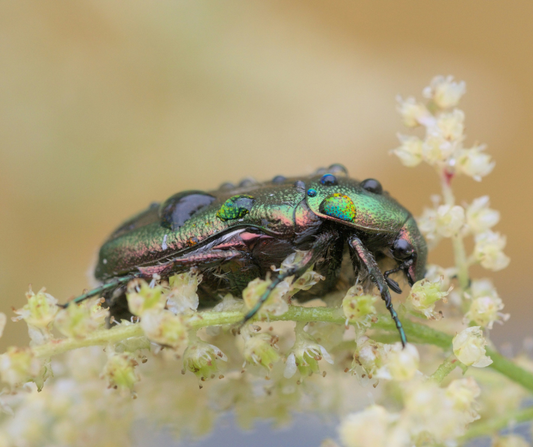 Iridescent green beetle on white flowers